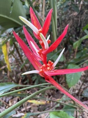 Heliconia psittacorum