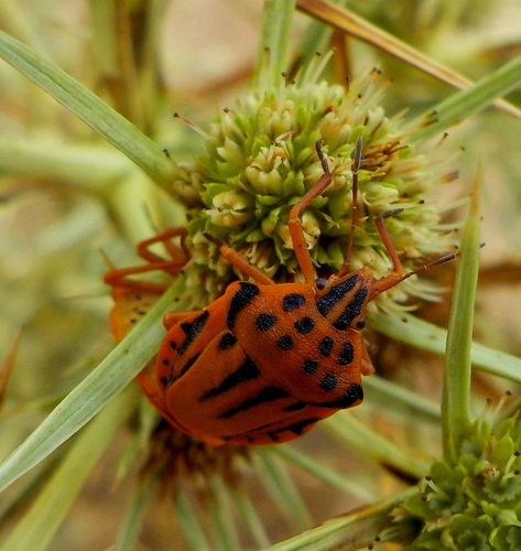 Semipunctated Shield Bug, Lasithi Plateau, Crete, Greece, photo 8 of 10