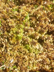 Sphagnum fuscum