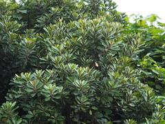 Planchonella obovata