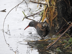 Rallus aquaticus