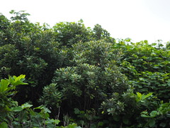 Planchonella obovata