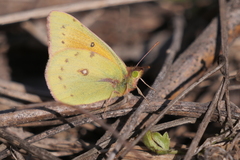 Colias lesbia