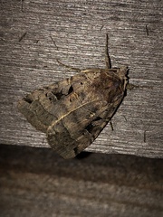 Xestia normanianus