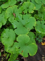 Sanguinaria canadensis