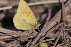 Colias lesbia