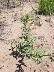 Oenothera parviflora