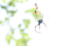 Trichonephila antipodiana