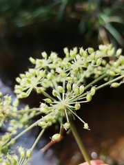 Peucedanum palustre