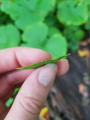 Sanguinaria canadensis