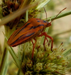 Graphosoma semipunctatum creticum