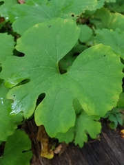 Sanguinaria canadensis