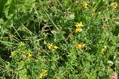 Lotus corniculatus