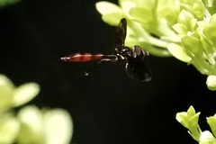 Ocyptamus fuscipennis