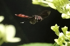 Ocyptamus fuscipennis