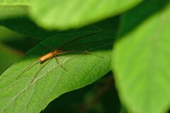 Tetragnatha extensa