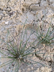 Eleocharis