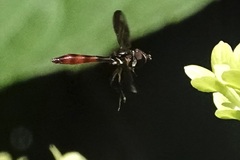 Ocyptamus fuscipennis