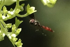 Ocyptamus fuscipennis