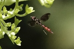 Ocyptamus fuscipennis