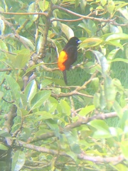 Ramphocelus flammigerus flammigerus