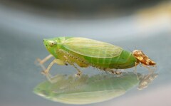 Graphocraerus ventralis