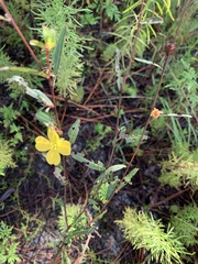 Ludwigia maritima