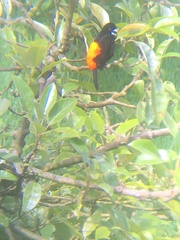 Ramphocelus flammigerus flammigerus