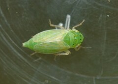 Graphocraerus ventralis