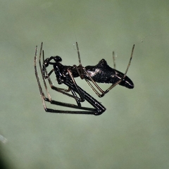 Argyrodes