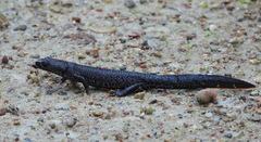 Triturus cristatus