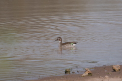 Callonetta leucophrys