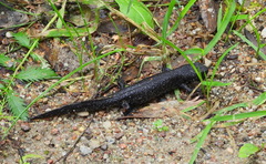 Triturus cristatus