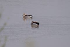 Callonetta leucophrys