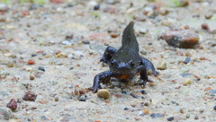 Triturus cristatus