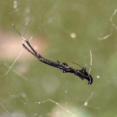 Argyrodes