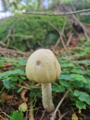 Amanita virosa