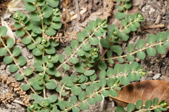 Euphorbia chamaesyce