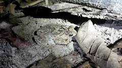 Ingerophrynus philippinicus