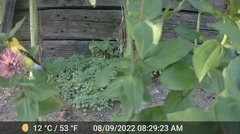 Spinus tristis tristis