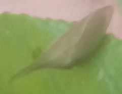 Enchenopa squamigera