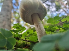 Amanita virosa