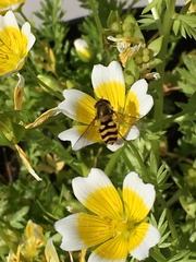 Syrphus