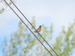 Emberiza hortulana