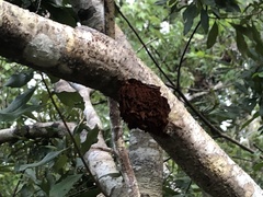 Agrobacterium radiobacter