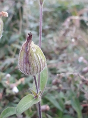 Silene latifolia alba