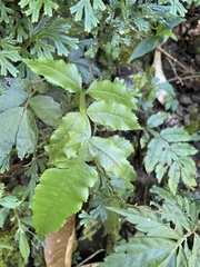 Angiopteris lygodiifolia