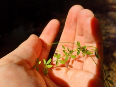 Galium trifidum