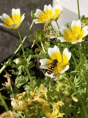 Syrphus