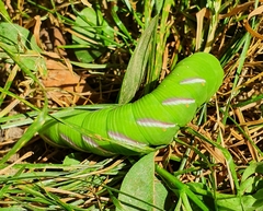 Sphinx ligustri